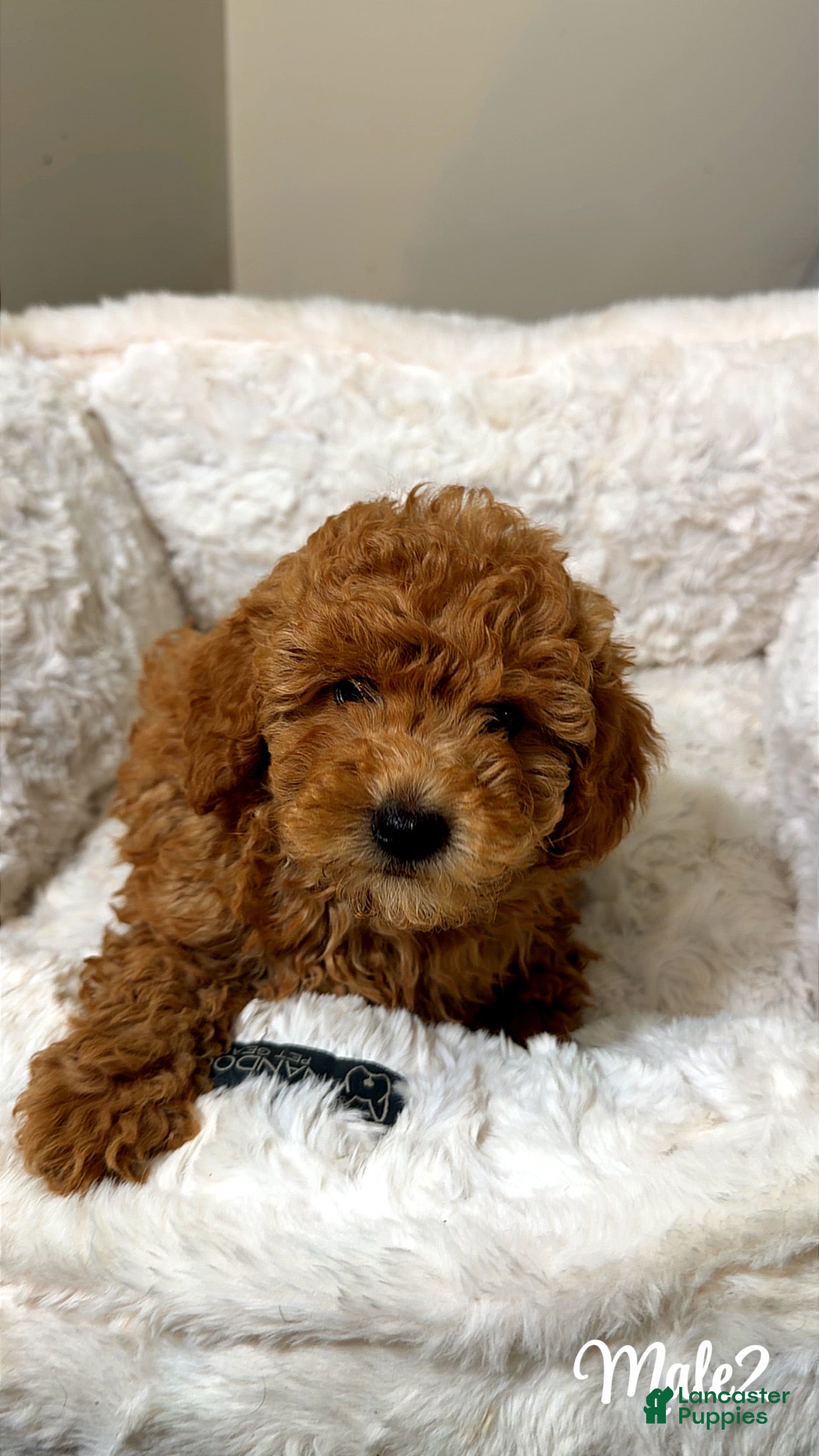 Toy Poodle dogs Biscuit  - Ad 17