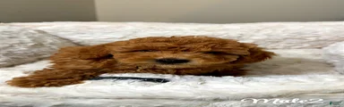 Biscuit 