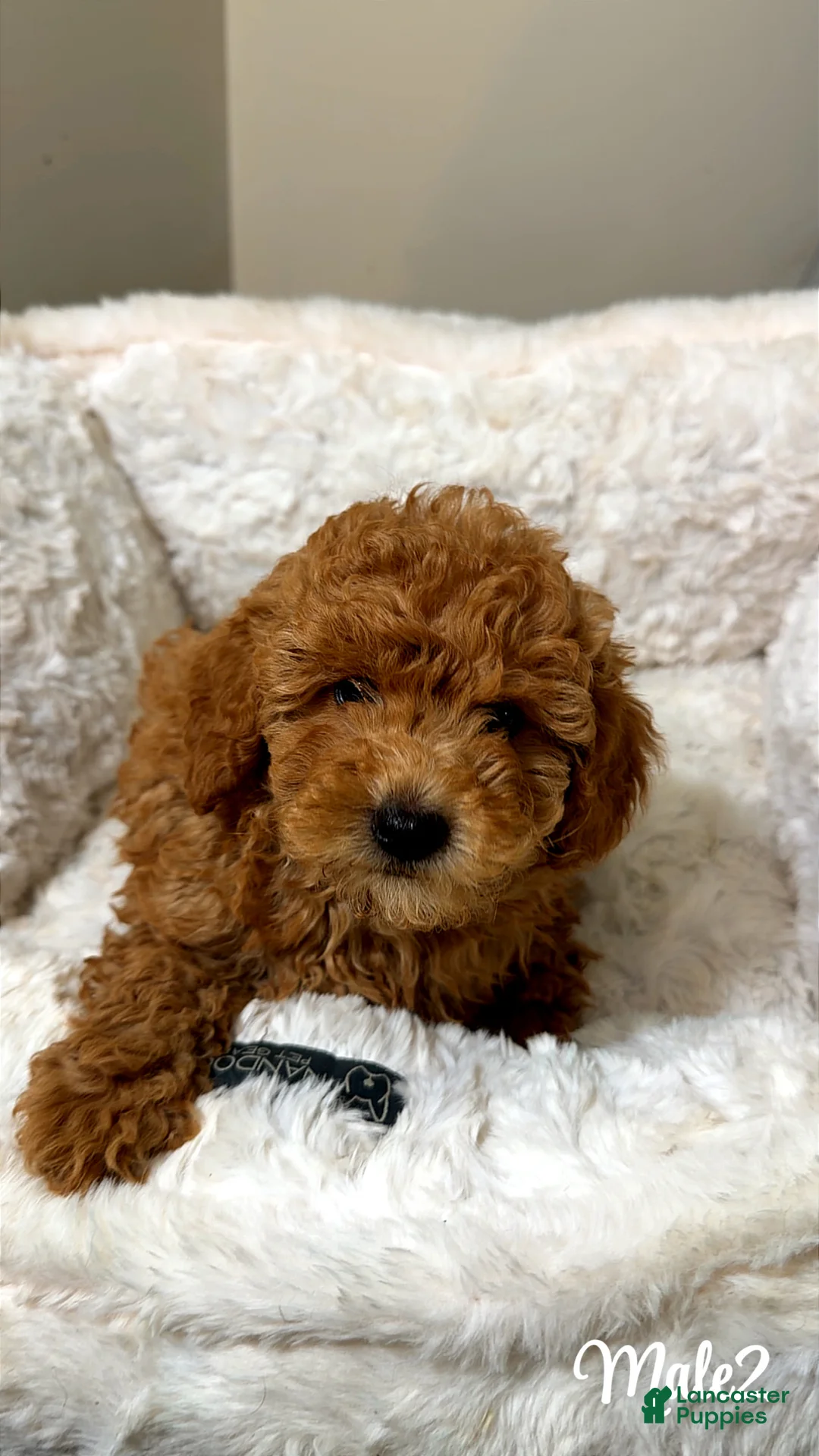 Toy Poodle dogs for sale: Biscuit  - Ad 1