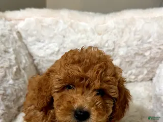 Toy Poodle dogs Biscuit - Ad 17