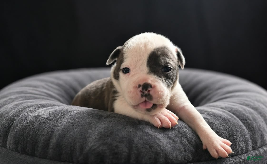 Olde English Bulldogge dogs Olde English Bulldogge  - Ad 22