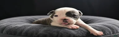 Olde English Bulldogge 