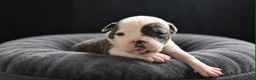 Olde English Bulldogge dogs for sale: Olde English Bulldogge  - Ad 1
