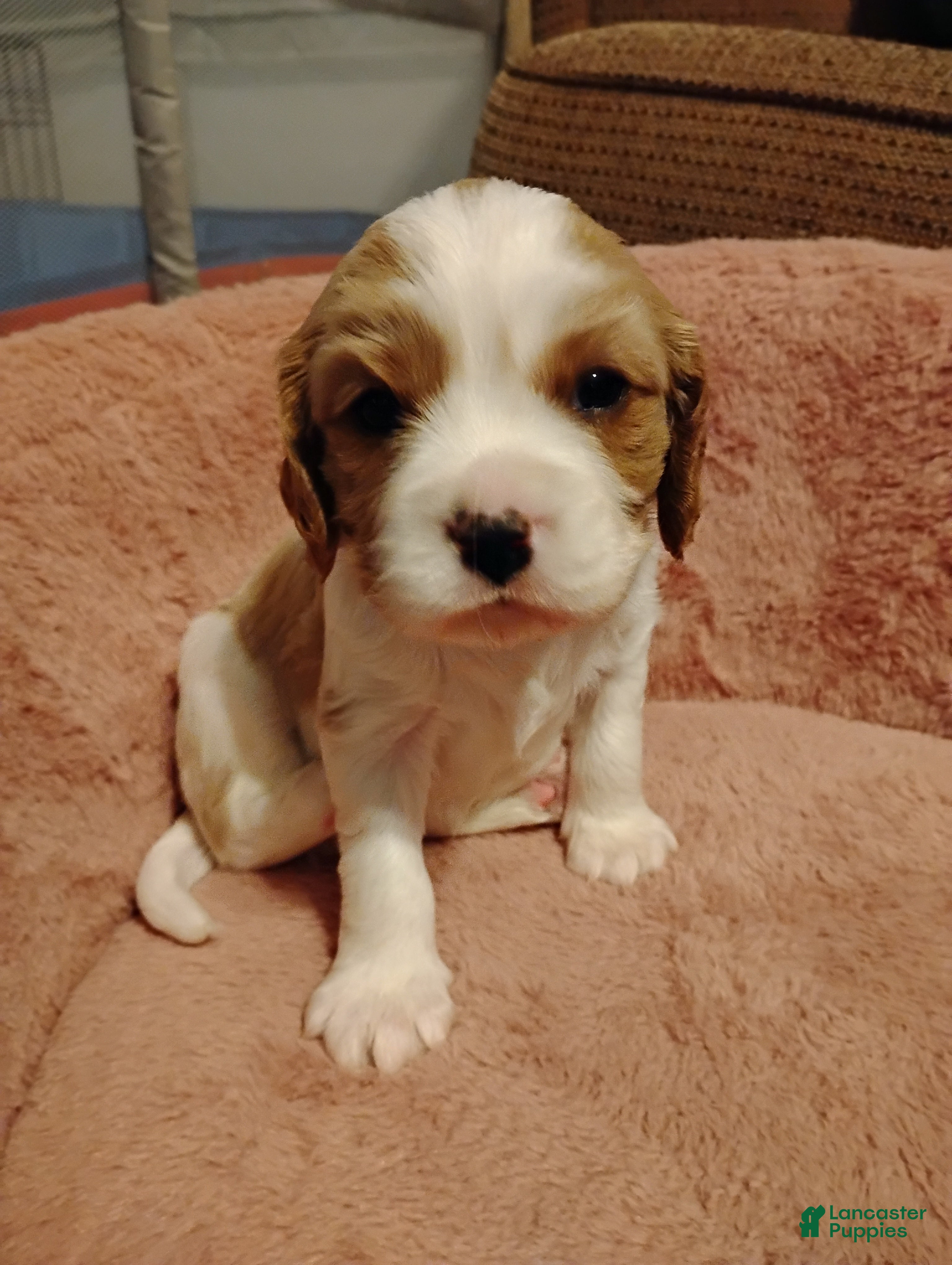 Cavalier King Charles Spaniel dogs Winston - Ad 3