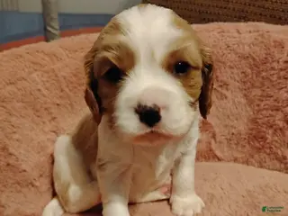 Cavalier King Charles Spaniel dogs Winston - Ad 27