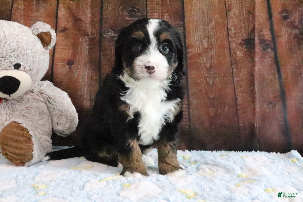 Mini Bernedoodle dogs for sale: Jasmine - Ad 3