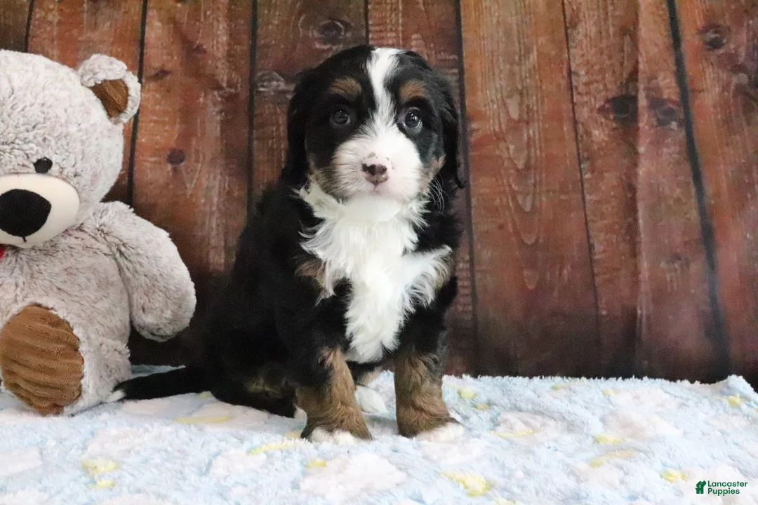 Mini Bernedoodle dogs for sale: Jasmine - Ad 1