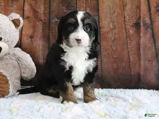 Mini Bernedoodle dogs for sale: Jasmine - Ad 3