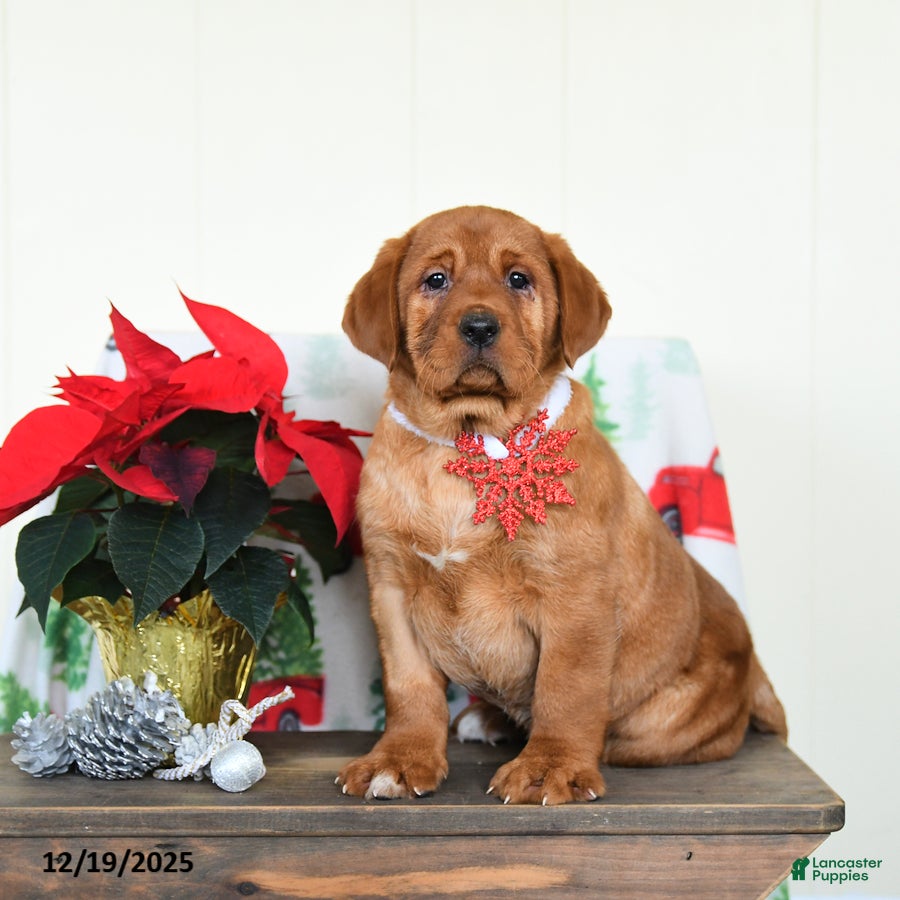 Labrador Retriever dogs Noel - Ad 28