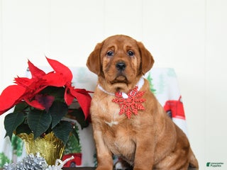 Labrador Retriever dogs Noel - Ad 28