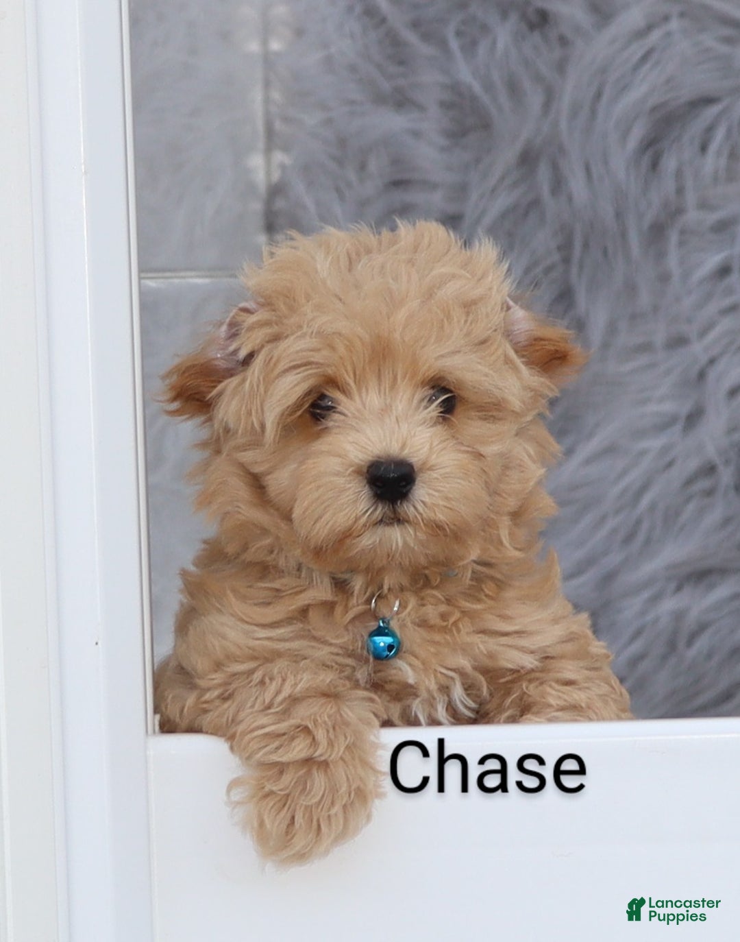 Havapoo dogs for sale: Chase 👨‍👨‍👦‍👦💞🐕 - Ad 24