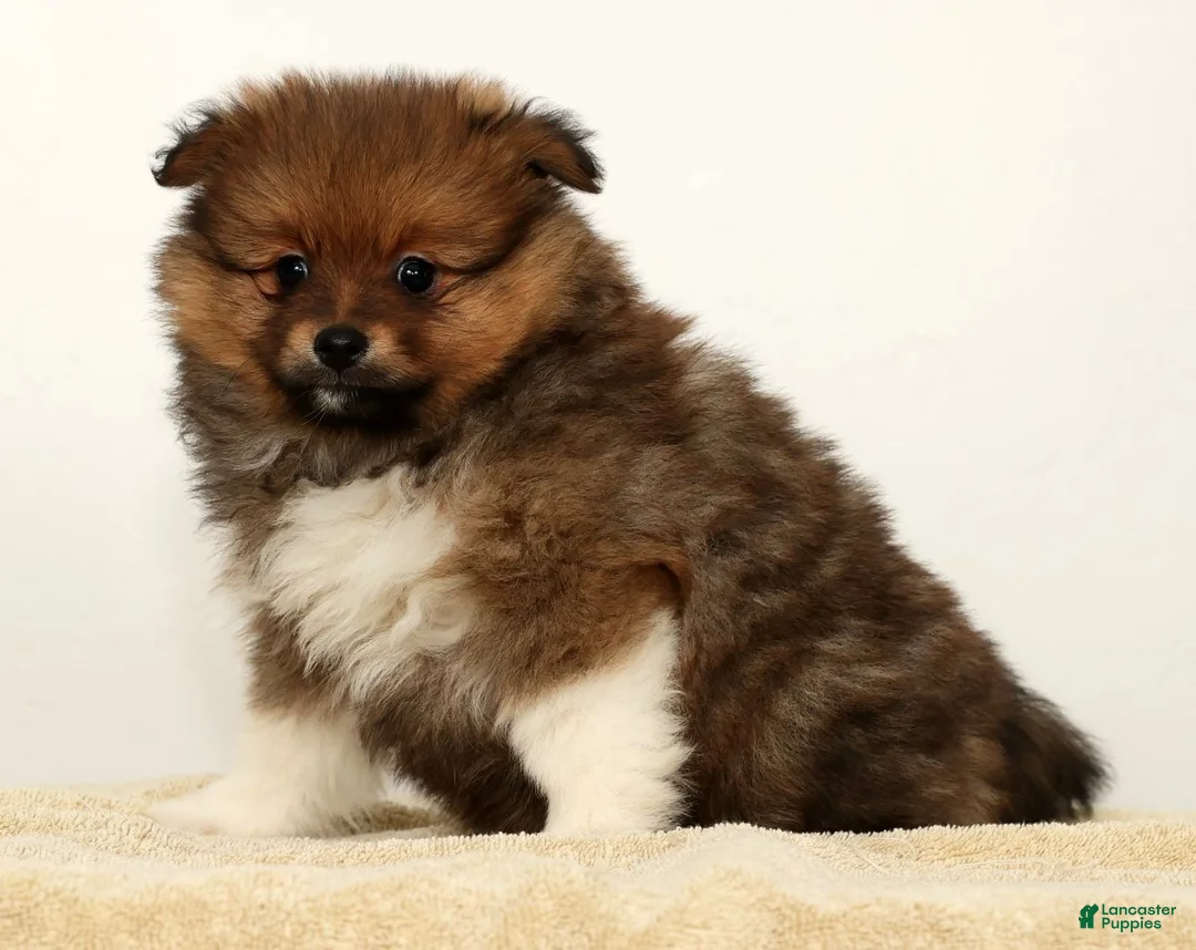 Pomeranian dogs for sale: Bella - Ad 5