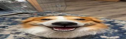 English Shepherd dogs for stud: Buck  - Ad 2