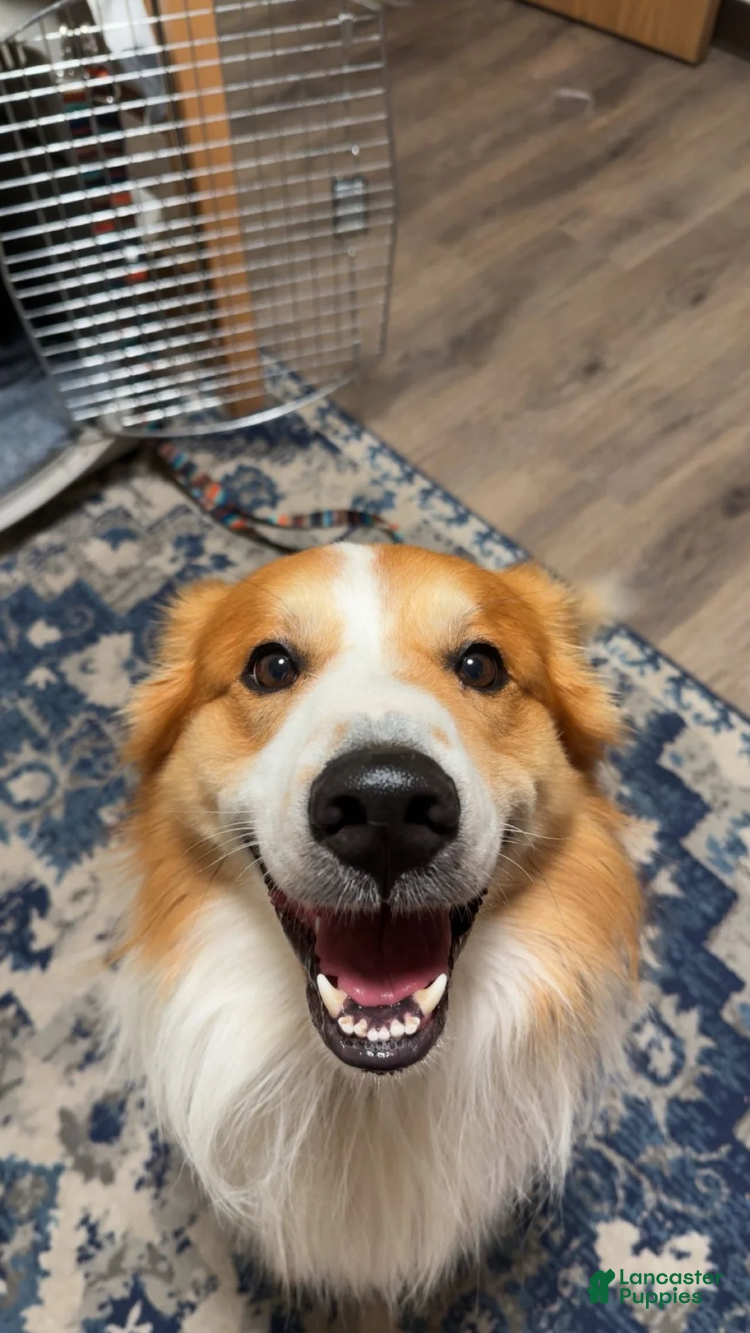English Shepherd dogs for stud: Buck  - Ad 2