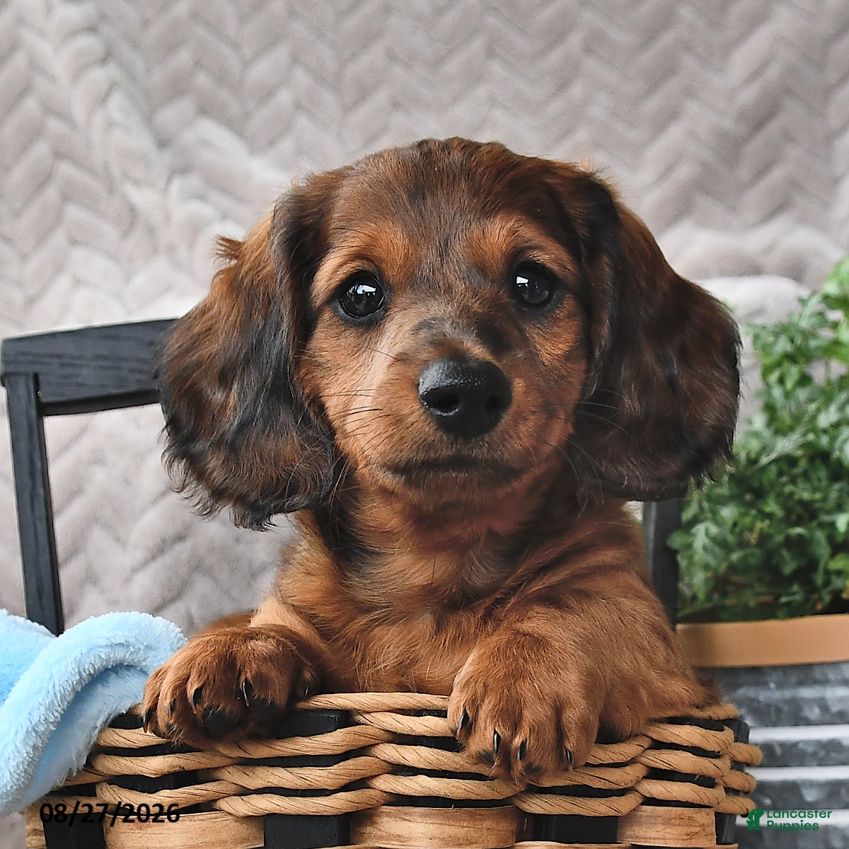 Miniature Dachshund dogs Chucky - Ad 1