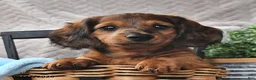 Miniature Dachshund dogs for sale: Chucky - Ad 1