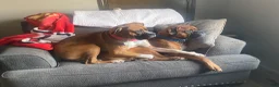 Boxer dogs for sale: Rocky - Ad 22