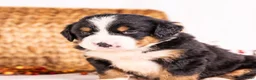 Bernese Mountain Dog dogs for sale: Robbie - Ad 5