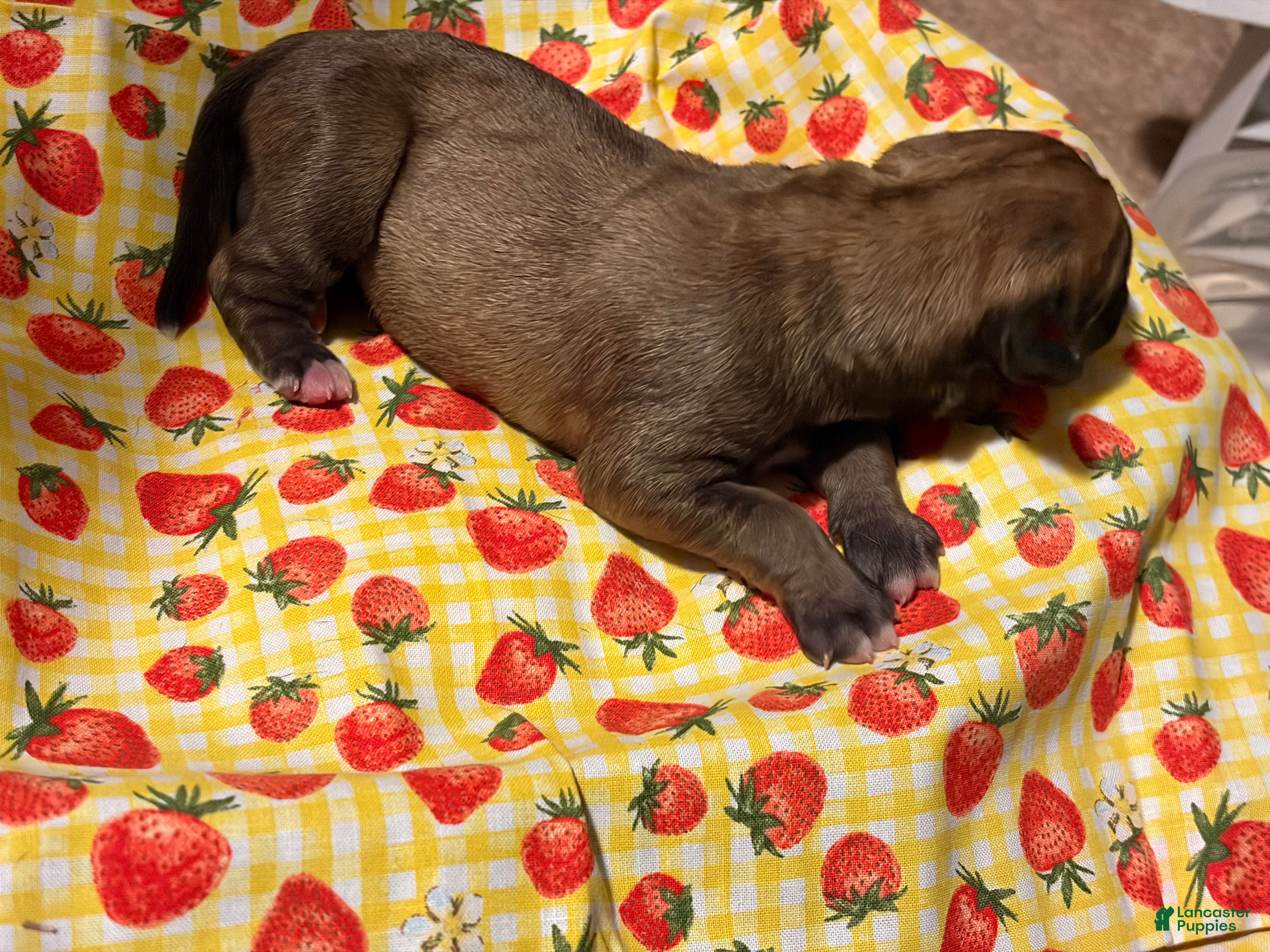 Mixed Breed dogs Orange Girl - Ad 16