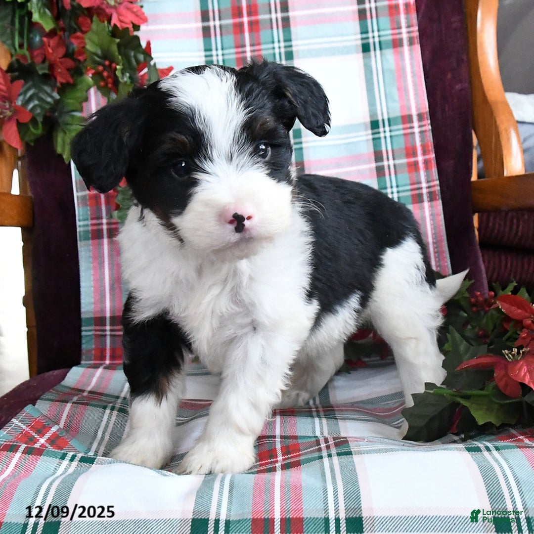 Bernedoodle dogs for sale: Cooper - Ad 3