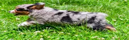 Miniature Australian Shepherd dogs for sale: Felisha - Ad 6