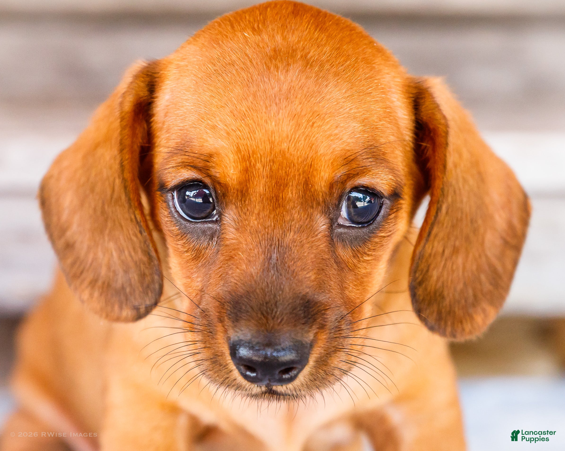Miniature Dachshund dogs Charlie - Ad 2