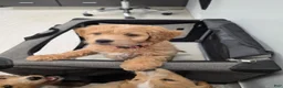 Mini Goldendoodle dogs for sale: Mini Goldendoodle 3 - Ad 16
