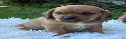Puggle dogs for sale: Paisley  - Ad 7