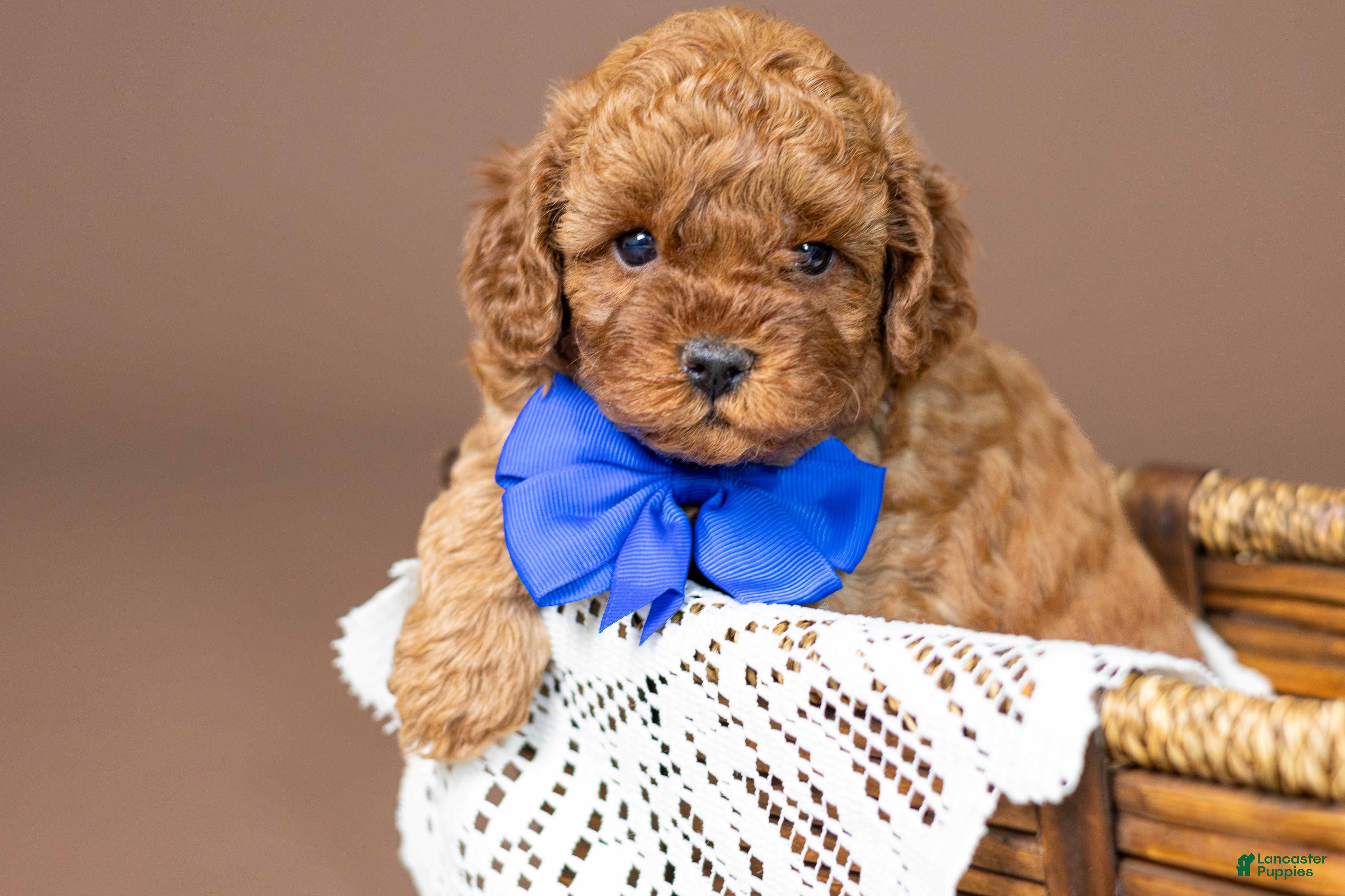 Cavapoo dogs Ariat - Ad 2