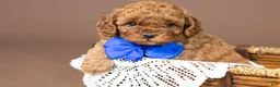 Cavapoo dogs for sale: Ariat - Ad 2