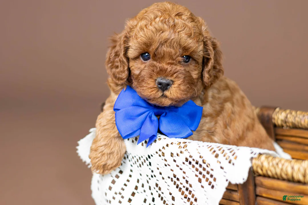 Cavapoo dogs for sale: Ariat - Ad 2
