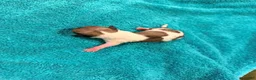 Chihuahua dogs for sale: Chihuahua 2 - Ad 1