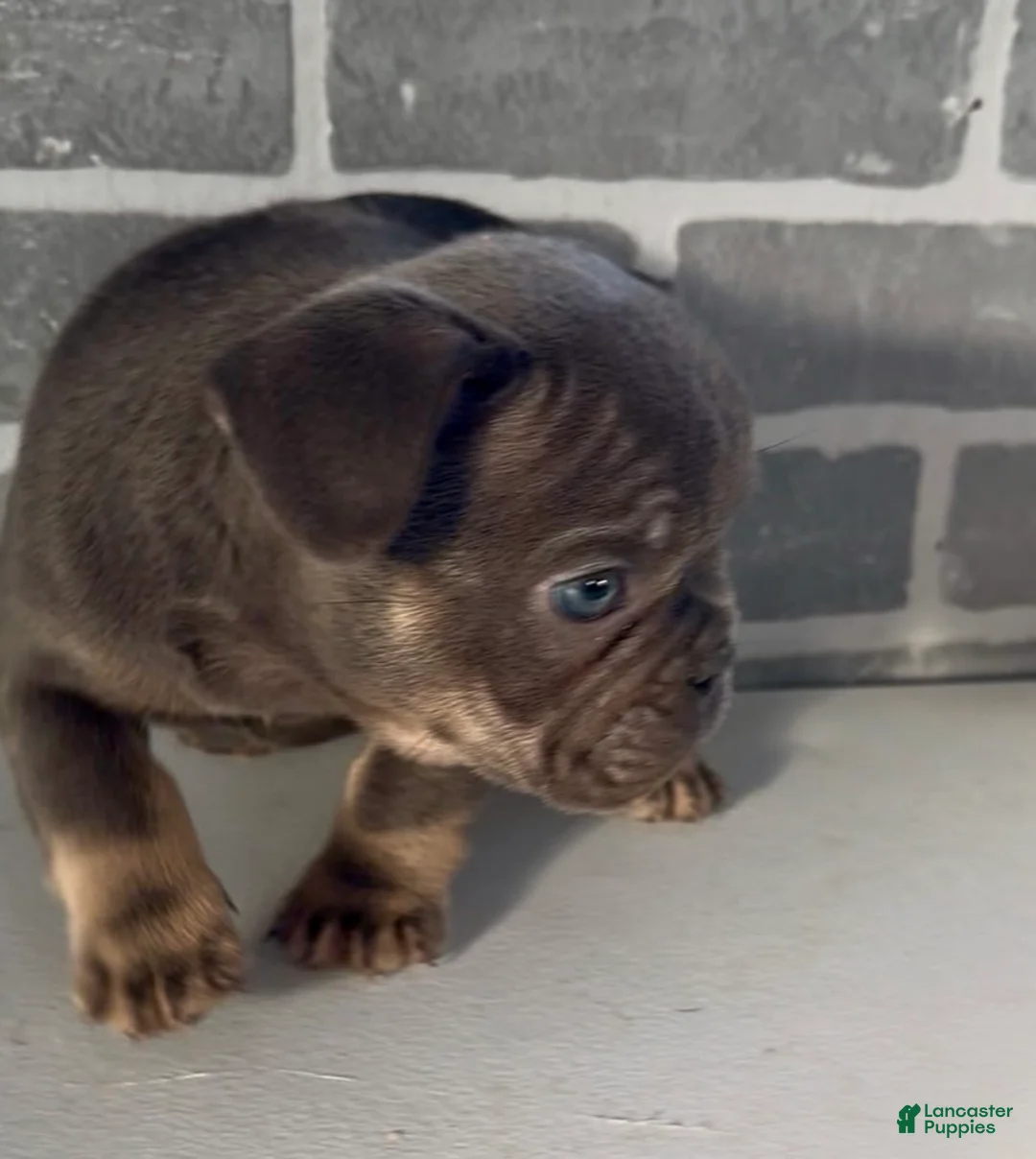 French Bulldog dogs for sale: Maizey - Ad 2