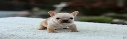 French Bulldog dogs for sale: Jill - Cream - Ad 7