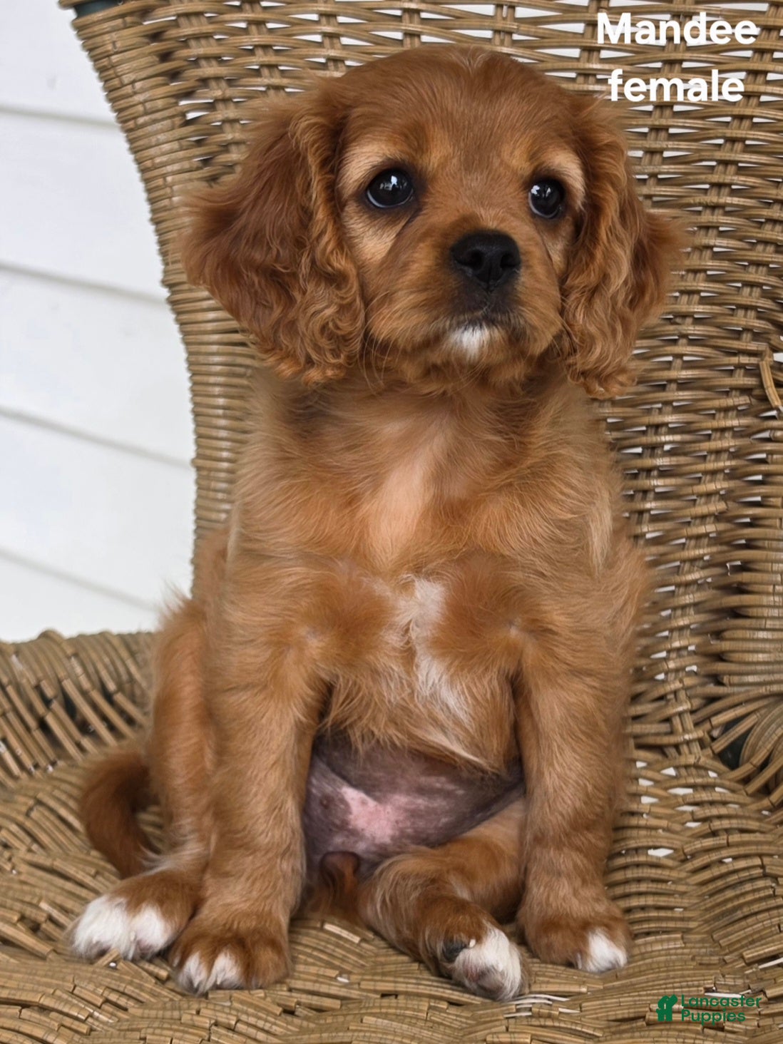 Cavapoo dogs for sale: MANDEE - Ad 3