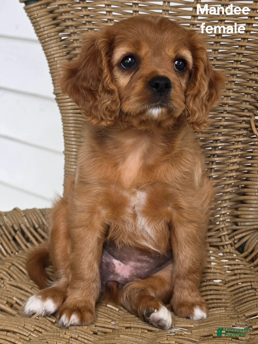 Cavapoo dogs for sale: MANDEE - Ad 1