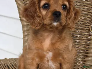 Cavapoo dogs MANDEE - Ad 7