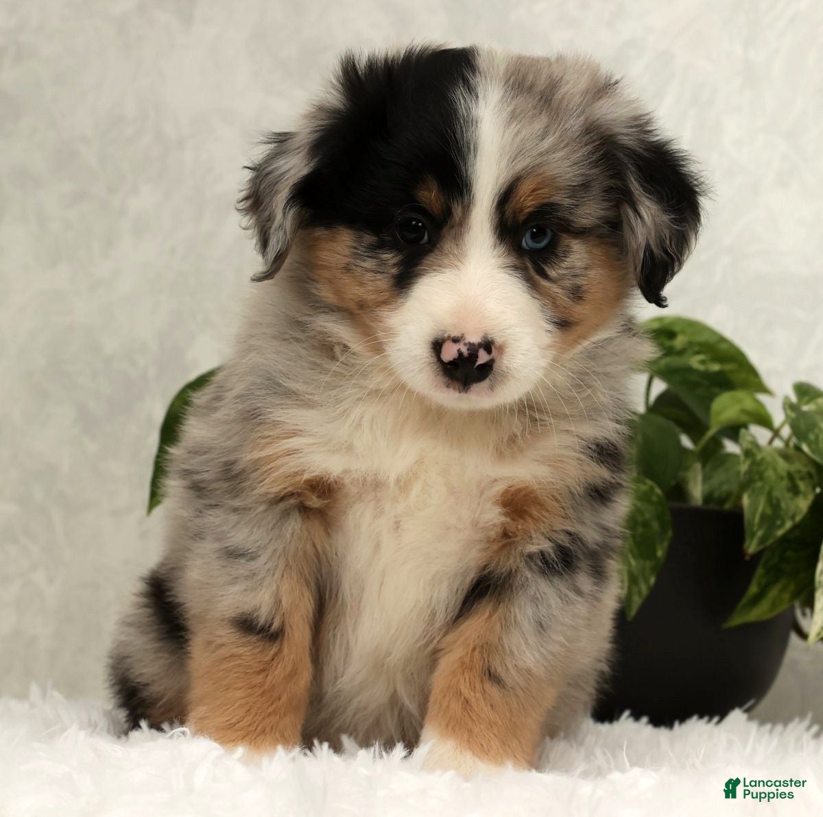 Miniature Australian Shepherd dogs Stormy - Ad 5