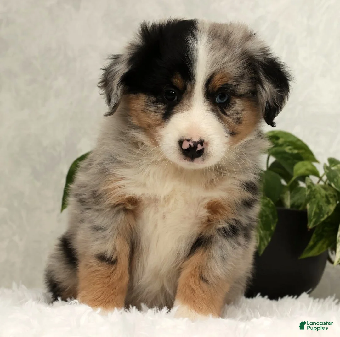 Miniature Australian Shepherd dogs for sale: Stormy - Ad 1