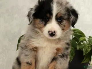 Miniature Australian Shepherd dogs Stormy - Ad 5