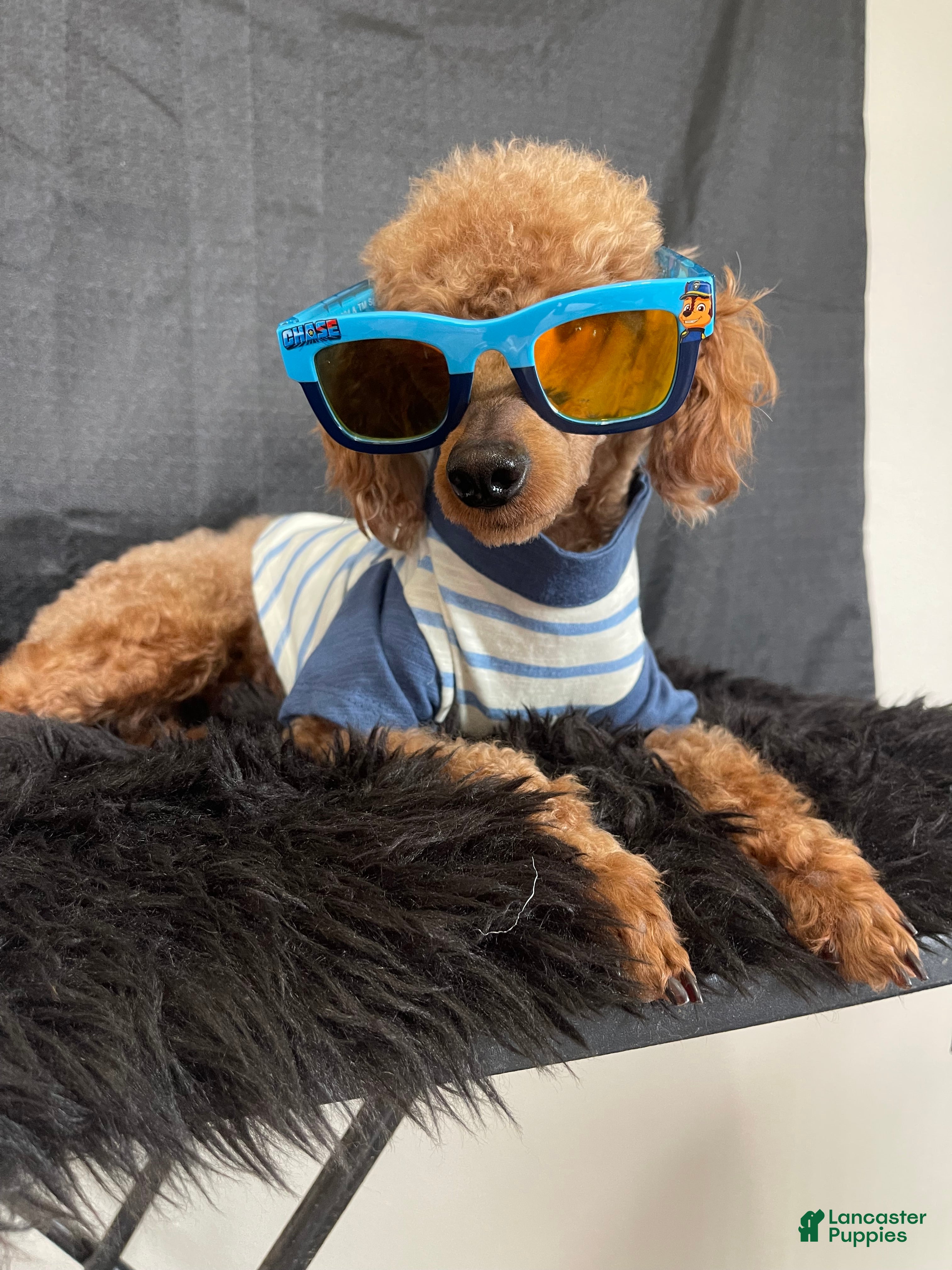 Toy Poodle dogs Akc Clear Red Bred Milo - Ad 1