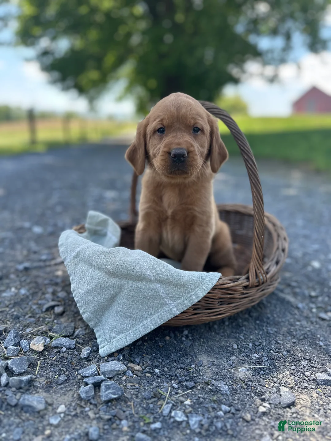 Mixed Breed dogs for sale: Blondie - Ad 1