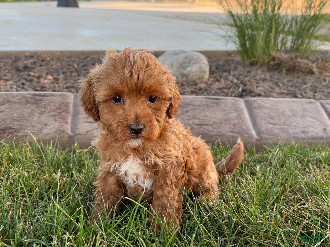 Cavapoo dogs for sale: Karla - Ad 10