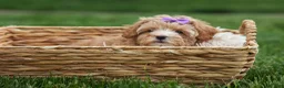 Havapoo dogs for sale: Ellie Mae 💛🐾 - Ad 4