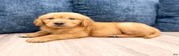 Golden Retriever dogs for sale: Champ - Ad 3