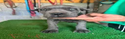 Cane Corso dogs for sale: Cane Corso 2 - Ad 2