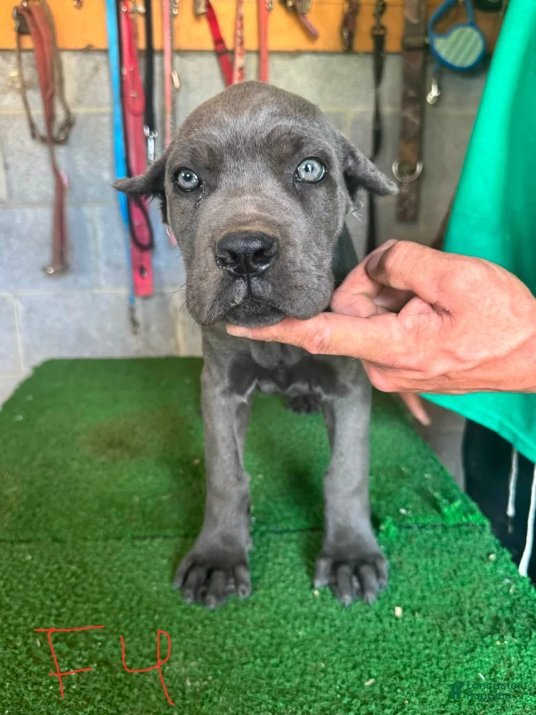 Cane Corso dogs for sale: Cane Corso 2 - Ad 2