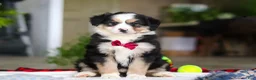 Australian Shepherd dogs for sale: Tucker - Ad 6
