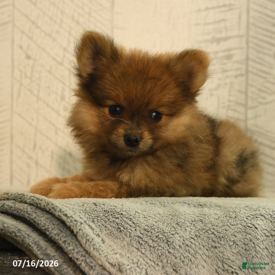 Pomeranian dogs Priscilla - Ad 2