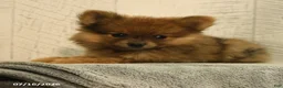 Pomeranian dogs for sale: Priscilla - Ad 2